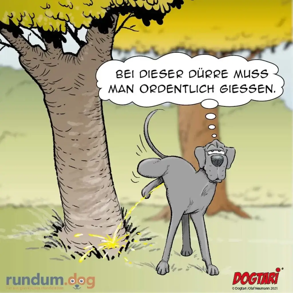 Grauer Hund pinkelt gegen Baum und denkt: Bei dieser Dürre muss man ordentlich giessen.