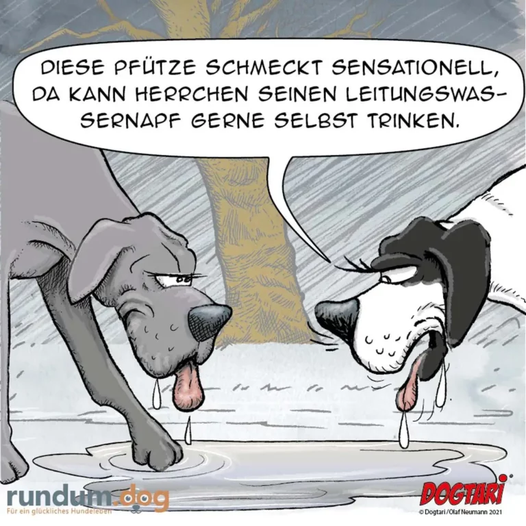 Zwei Hunde stehen sich unter einem Baum gegenüber, einer trinkt aus einer Pfütze, der andere spricht ihn an