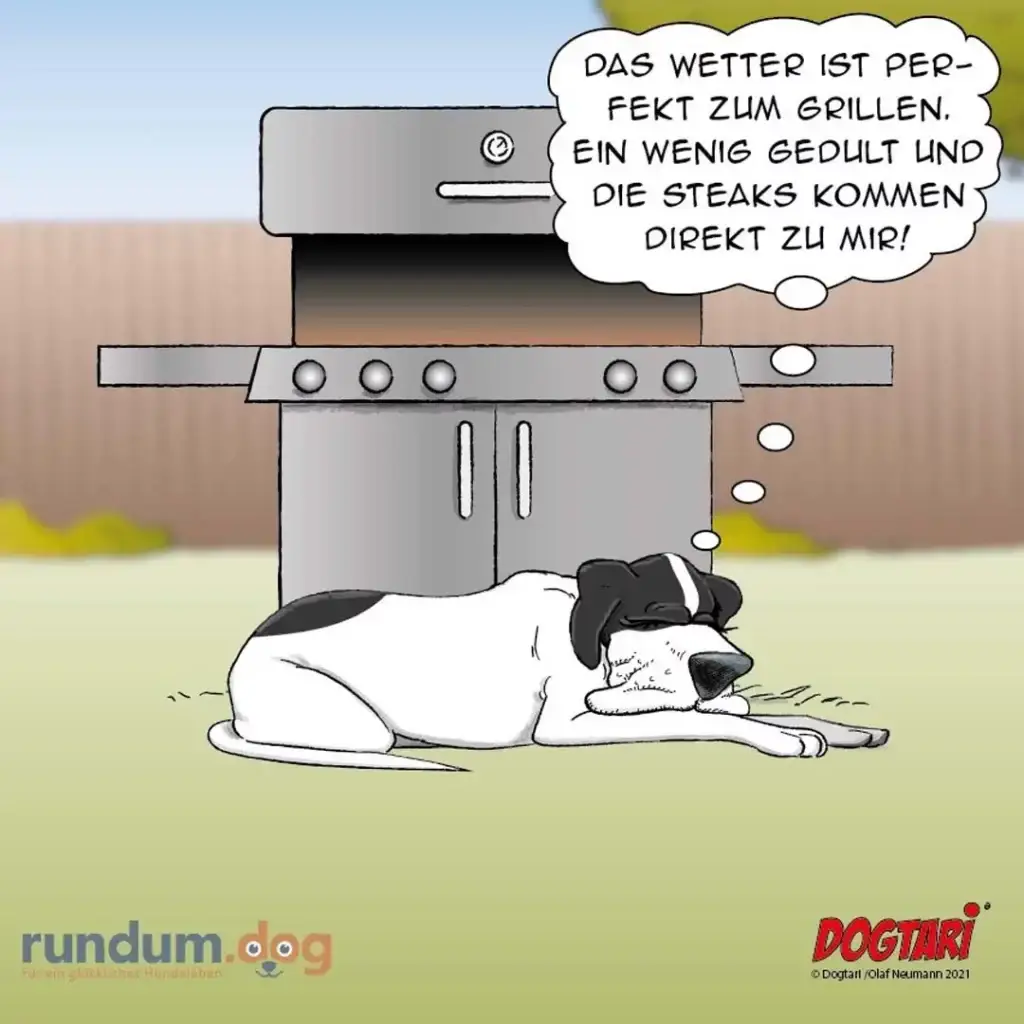 Schwarz-weisser Hund liegt entspannt vor einem Grill und denkt: Das Wetter ist perfekt zum Grillen. Ein wenig Geduld und die Steaks kommen direkt zu mir!