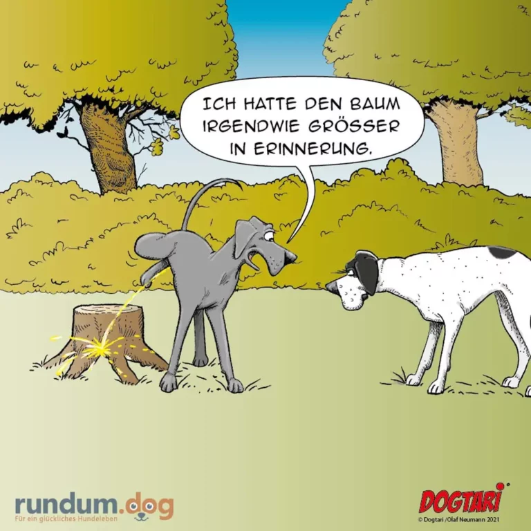Grauer Hund an der Leine sagt zu weissem Hund: «Ich hatte den Baum irgendwie grösser in Erinnerung.»