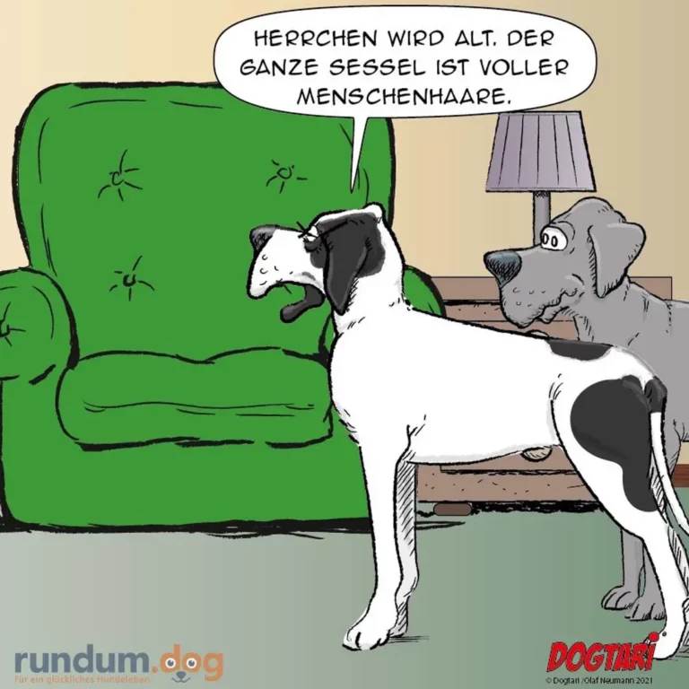 Weiss-schwarzer Hund auf grünem Sofa schaut zu grauem Hund neben Lampe und sagt: «Herrchen wird alt. Der ganze Sessel ist voller Menschenhaare.»
