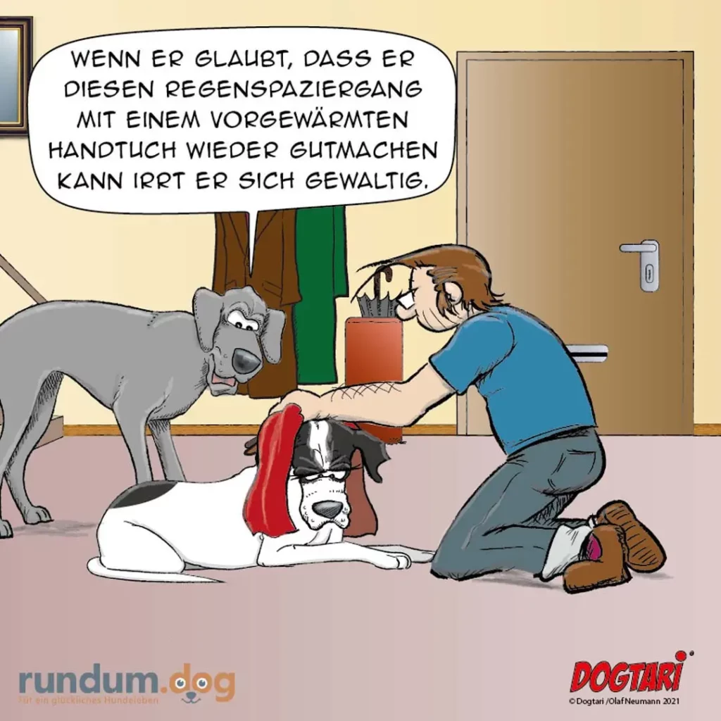 Halter wischt Hund mit vorgewärmtem Handtuch ab, während grauer Hund besorgt zuschaut und spricht