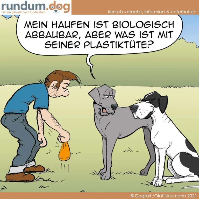Halter hält orange Kotbeutel hoch, grauer Hund und weiss-schwarzer Hund schauen ihn fragend an