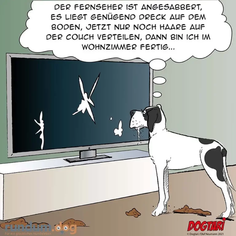 Weiss-schwarzer Hund sitzt vor dem Fernseher, schaut auf den Bildschirm mit blitzenden Lichtern, Sabber läuft aus dem Maul