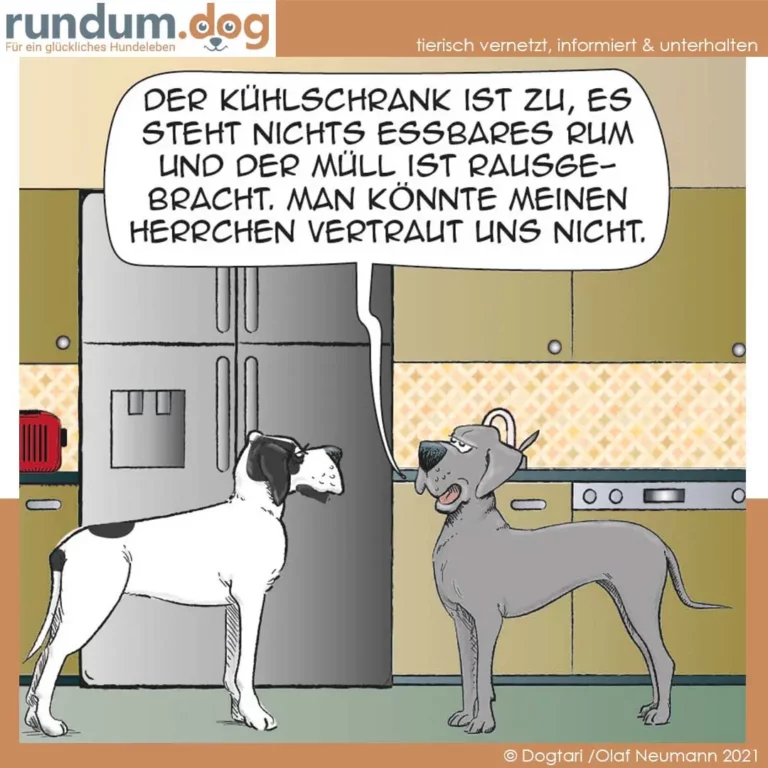 Zwei Hunde in der Küche: weiss-schwarzer Hund schaut in offenen Kühlschrank, grauer Hund steht daneben und spricht