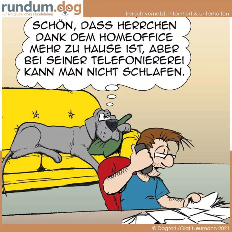 Grauer Hund liegt auf gelbem Sofa, hält Telefonhörer im Maul, Halter sitzt davor mit Kopfhörer und arbeitet am Laptop