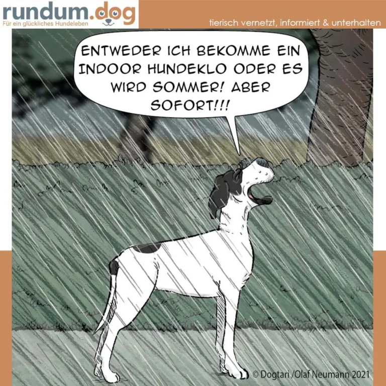Weiss-schwarzer Hund steht im Regen und schaut nach oben, Sprechblase mit Forderung nach Indoor-Hundeklo oder Sommer