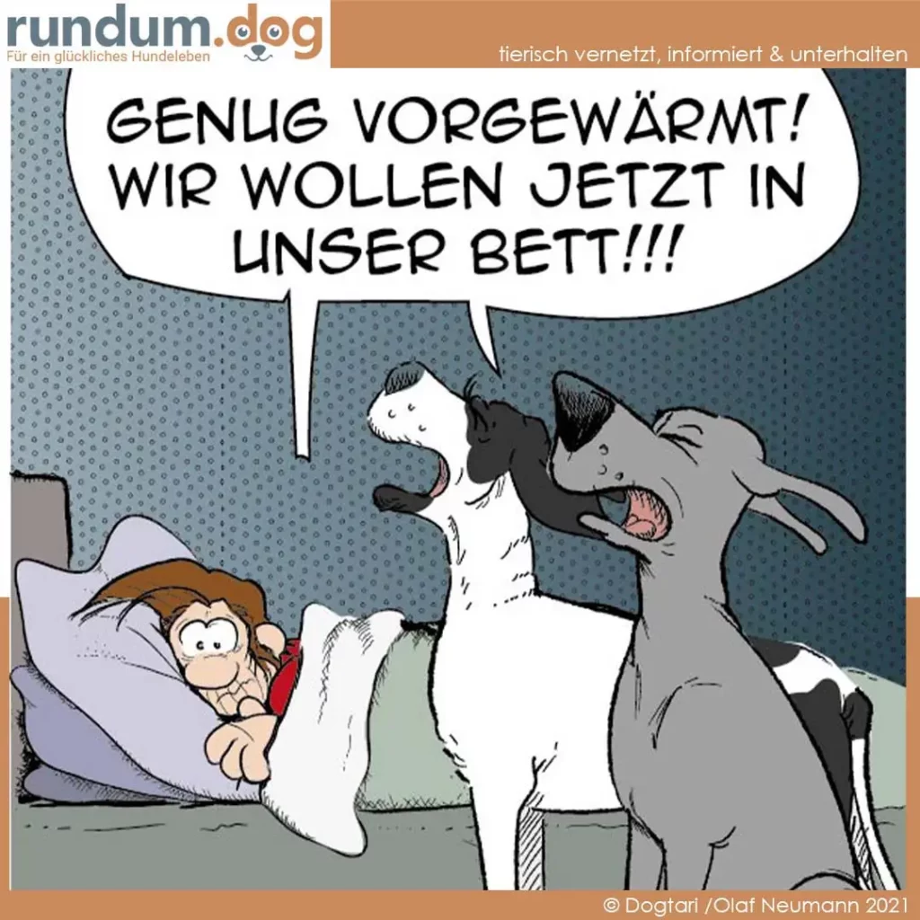 Zwei Hunde springen ins Bett einer Person, die zusammengekauert unter der Decke liegt; einer der Hunde ruft 'Genug vorgewärmt! Wir wollen jetzt in unser Bett!!!'