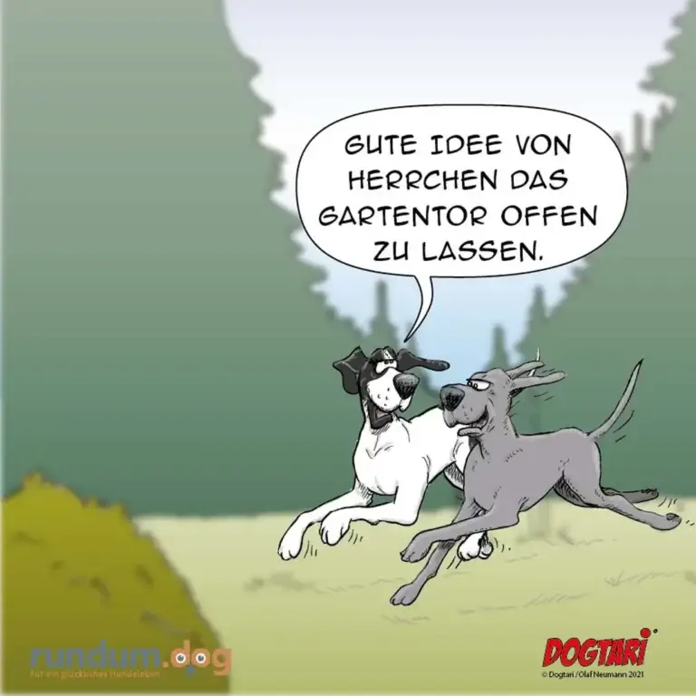 Zwei Hunde im Garten: schwarzweisser Hund schlägt dem grauen Hund vor, den Gartentor offen zu lassen