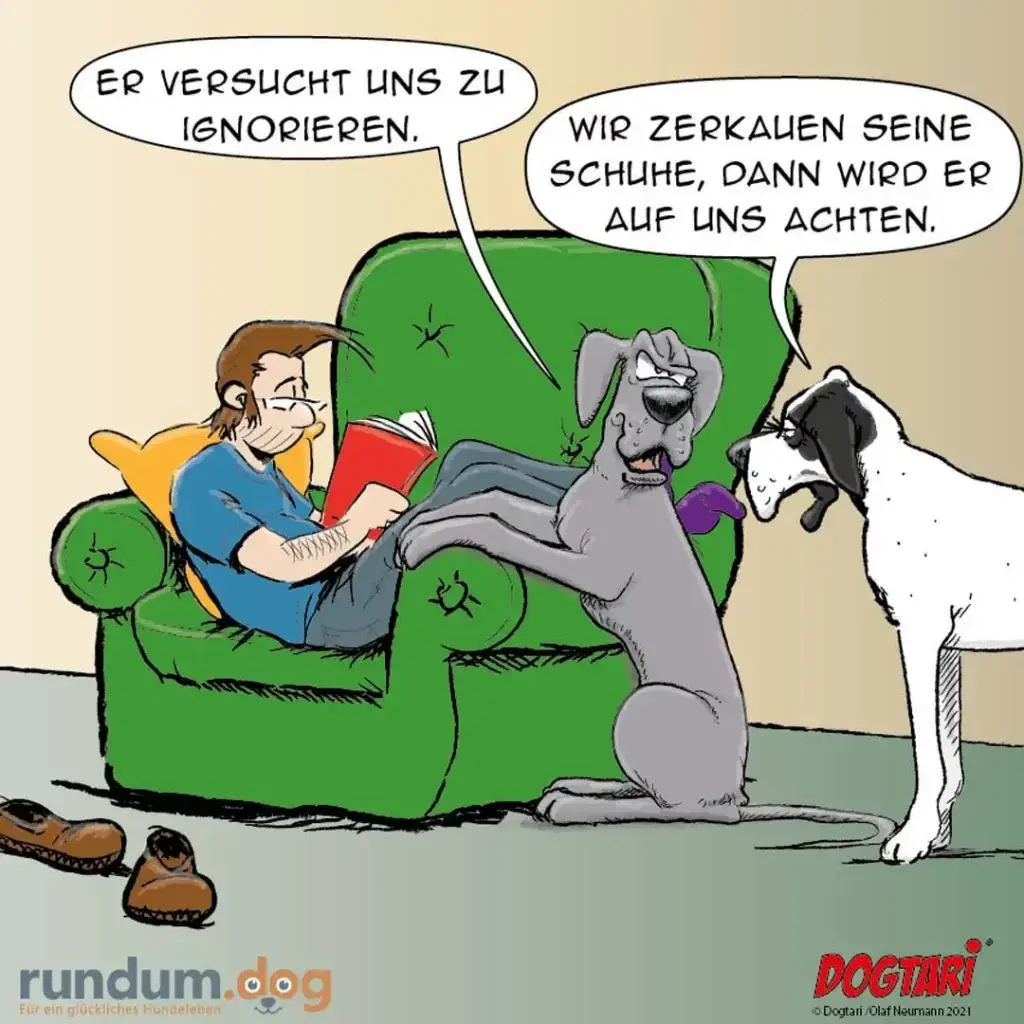 Halter sitzt auf grünem Sofa mit Buch, grosser grauer Hund sitzt neben ihm und schaut auf kleine weisse Hund, zwei Schuhe liegen auf dem Boden