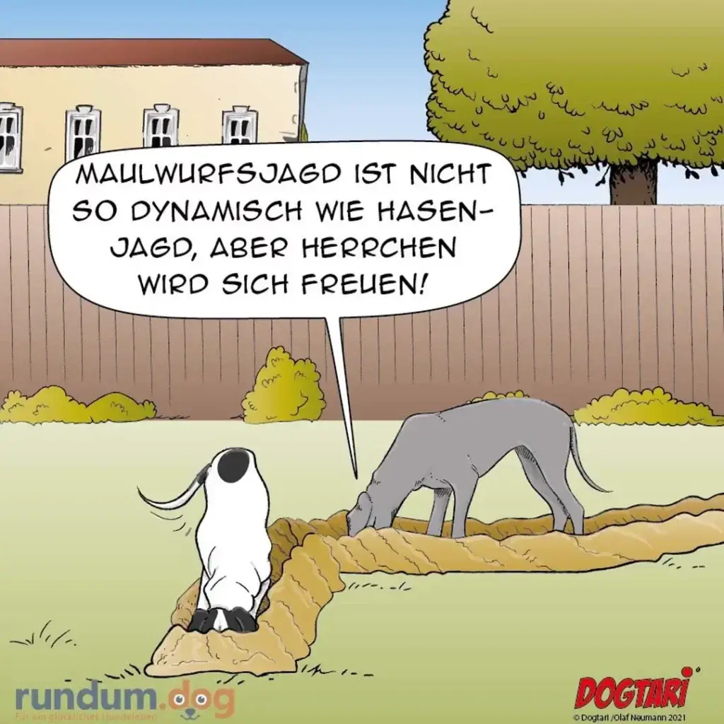 Weisser Hund sitzt auf Erdhügel und spricht zu grauem Hund, der gräbt. Im Hintergrund Garten mit Zaun und Haus.