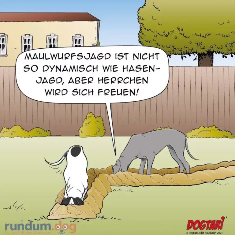 Weisser Hund sitzt auf Erdhügel und spricht zu grauem Hund, der gräbt. Im Hintergrund Garten mit Zaun und Haus.