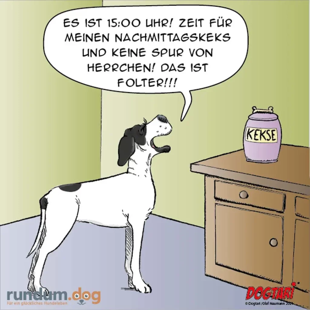 Schwarz-weisser Hund steht auf Hinterbeinen vor Tisch, schaut auf Keksdose, spricht aufgeregt in Sprechblase