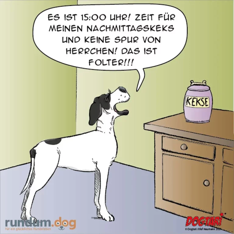 Schwarz-weisser Hund steht auf Hinterbeinen vor Tisch, schaut auf Keksdose, spricht aufgeregt in Sprechblase