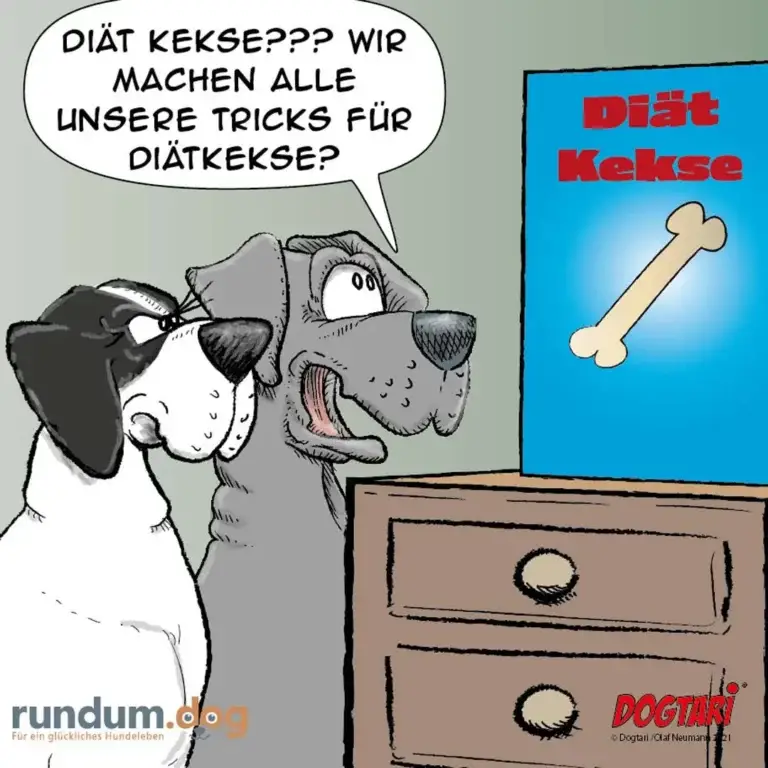 Zwei Hunde schauen auf ein Buch mit Titel «Diät Kekse», einer hält das Buch mit den Pfoten, der andere schaut verwirrt
