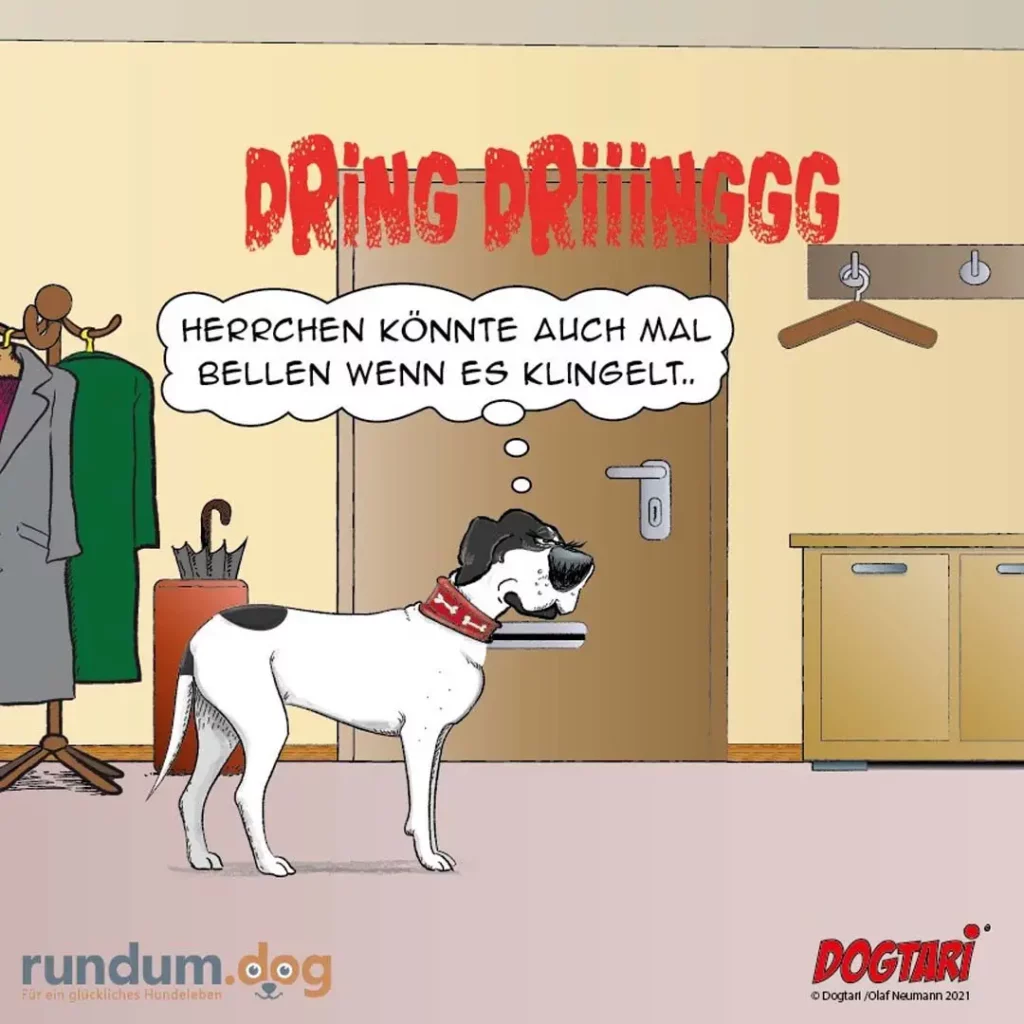 Weisser Hund mit rotem Halsband bellt an einer Türe in einem Geschäft, im Hintergrund Frau mit Kleiderstange und Regenschirm