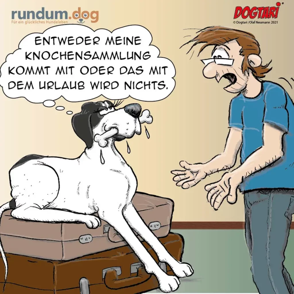 Weisser Hund sitzt auf gepackten Koffern und teilt dem Halter mit, dass die Knochensammlung mit in den Urlaub muss