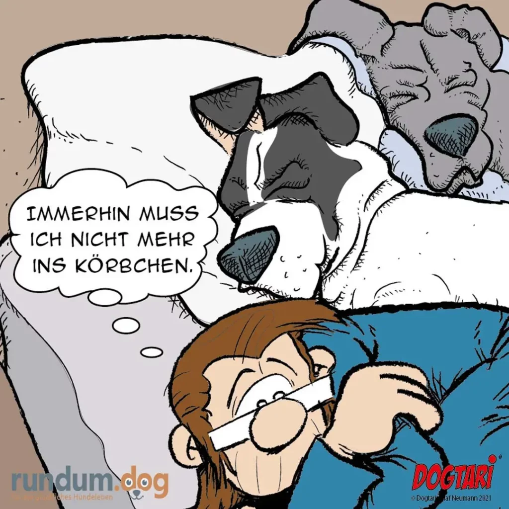 Schwarz-weisser Hund sitzt auf Bett neben Frau mit Brille, sagt: «Immerhin muss ich nicht mehr ins Körbchen»