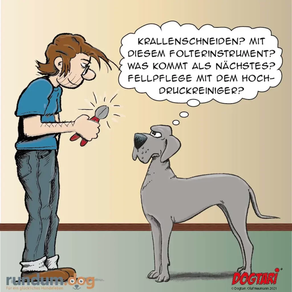Frau hält Krallenschere in der Hand und fragt einen grauen Hund, was nach der Krallenpflege kommt. Hund schaut nervös.