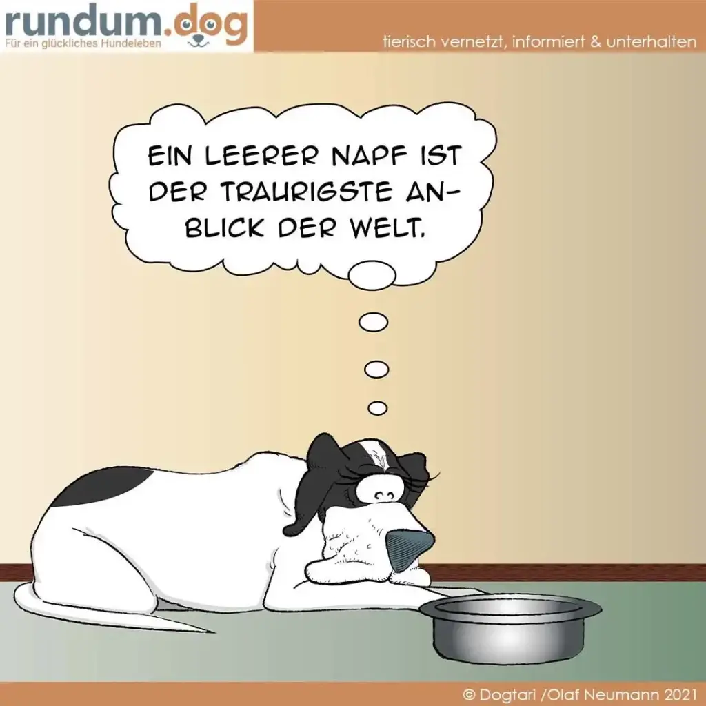 Schwarz-weisser Hund liegt träge auf dem Boden, schaut nach oben und denkt: Ein leerer Napf ist der traurigste Anblick der Welt.