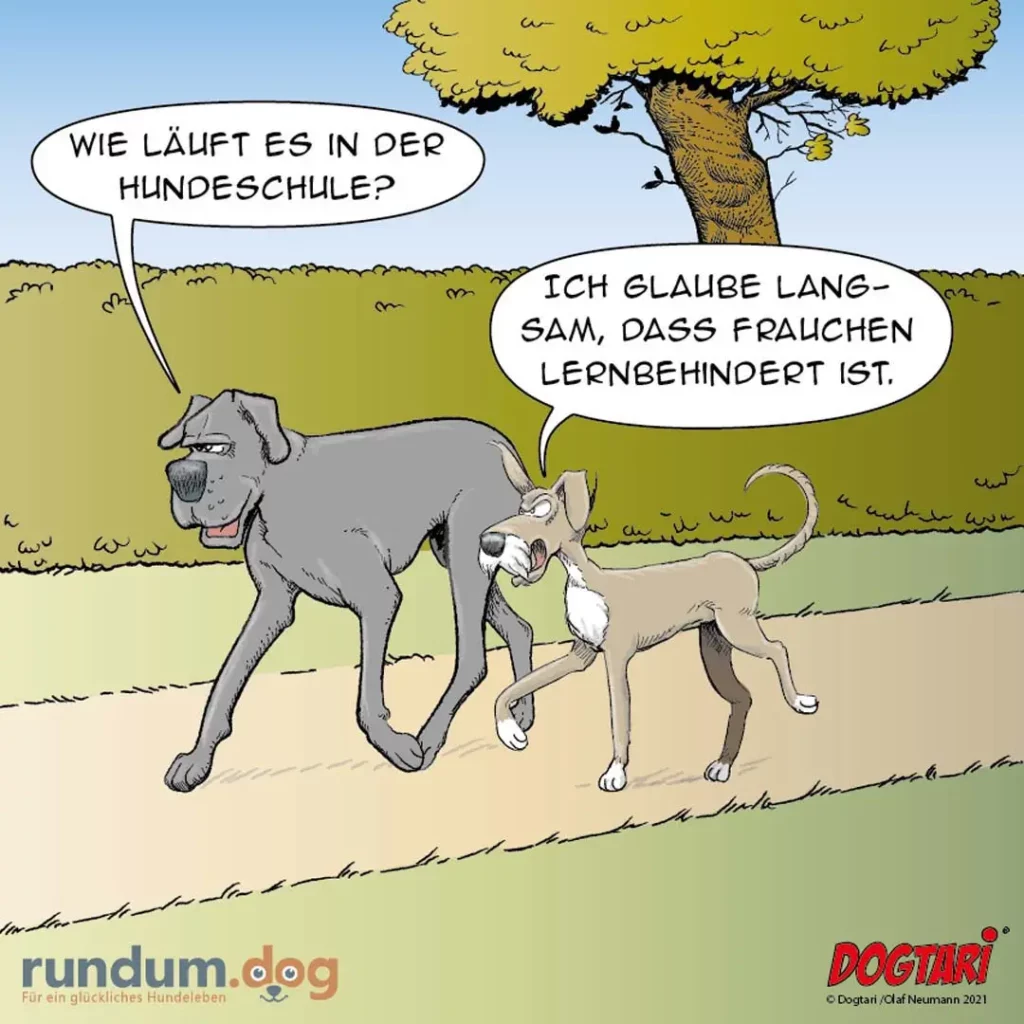 Grosser grauer Hund fragt einen kleinen Hund, wie es in der Hundeschule läuft. Kleiner Hund antwortet niedergeschlagen.