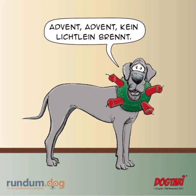 Grauer Hund trägt grünen Pullover mit roten Kerzen und singt das Adventslied, Blick nach oben