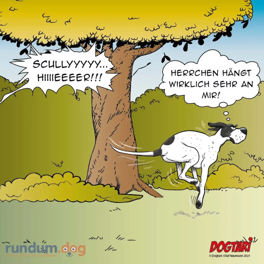 Schwarz-weisser Hund markiert einen Baumstamm, während Eichhörnchen im Baum schreien und protestieren