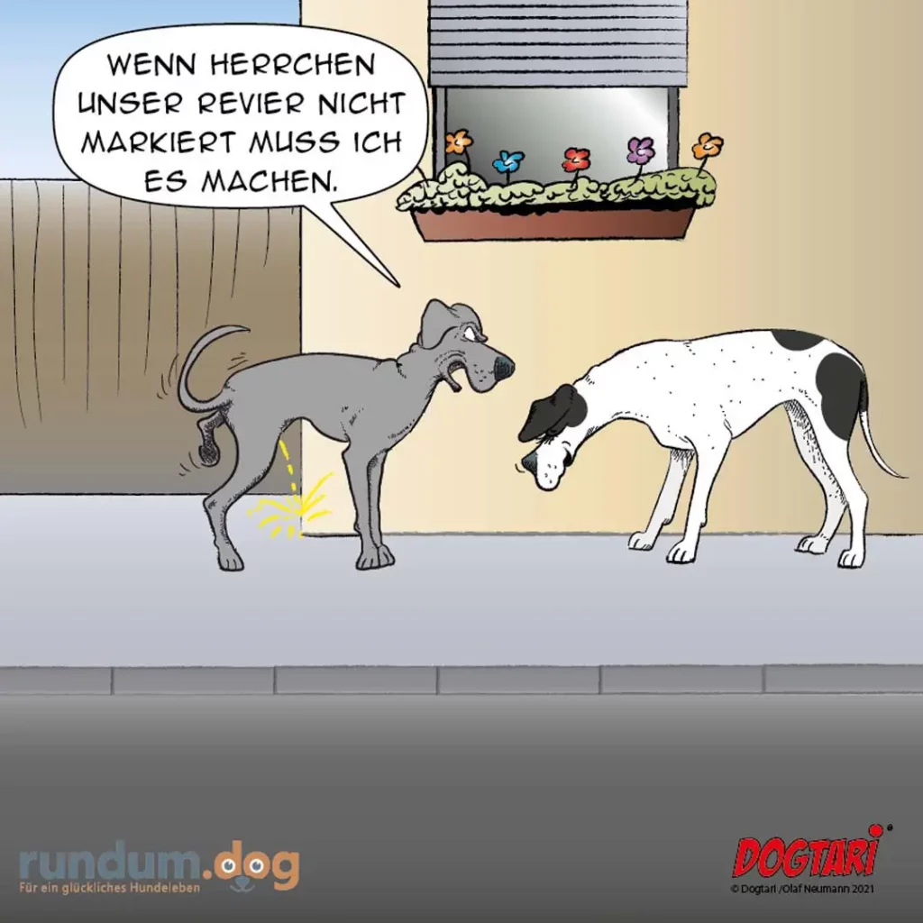 Grauer Hund markiert an der Hauswand, weisser Hund schaut zu. Sprechblase: «Wenn herrchen unserer Revieer nicht markiert muss ich es machen.»