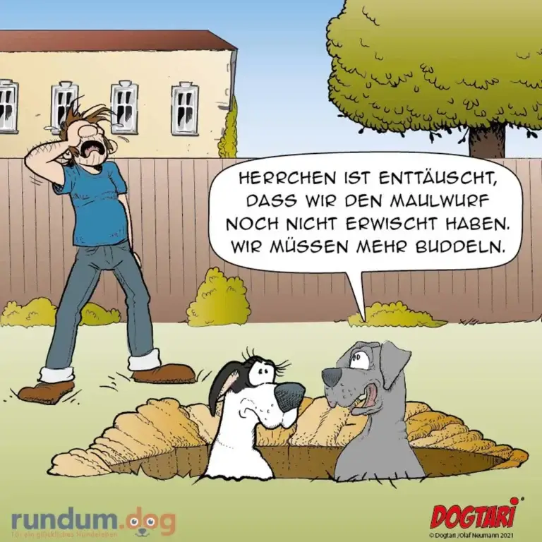 Verzweifelter Mann in Garten ruft «Herrchen ist entäuscht», zwei Hunde graben gemeinsam ein Loch im Boden