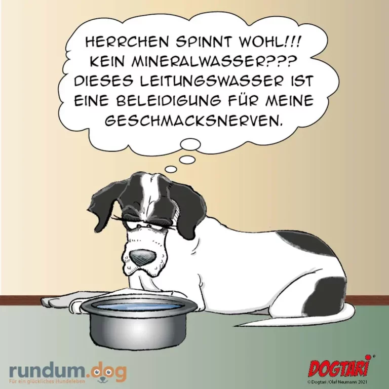 Schwarz-weisser Hund mit Brille liegt vor Napf mit Wasser, denkt in Sprechblase über Mineralwasser
