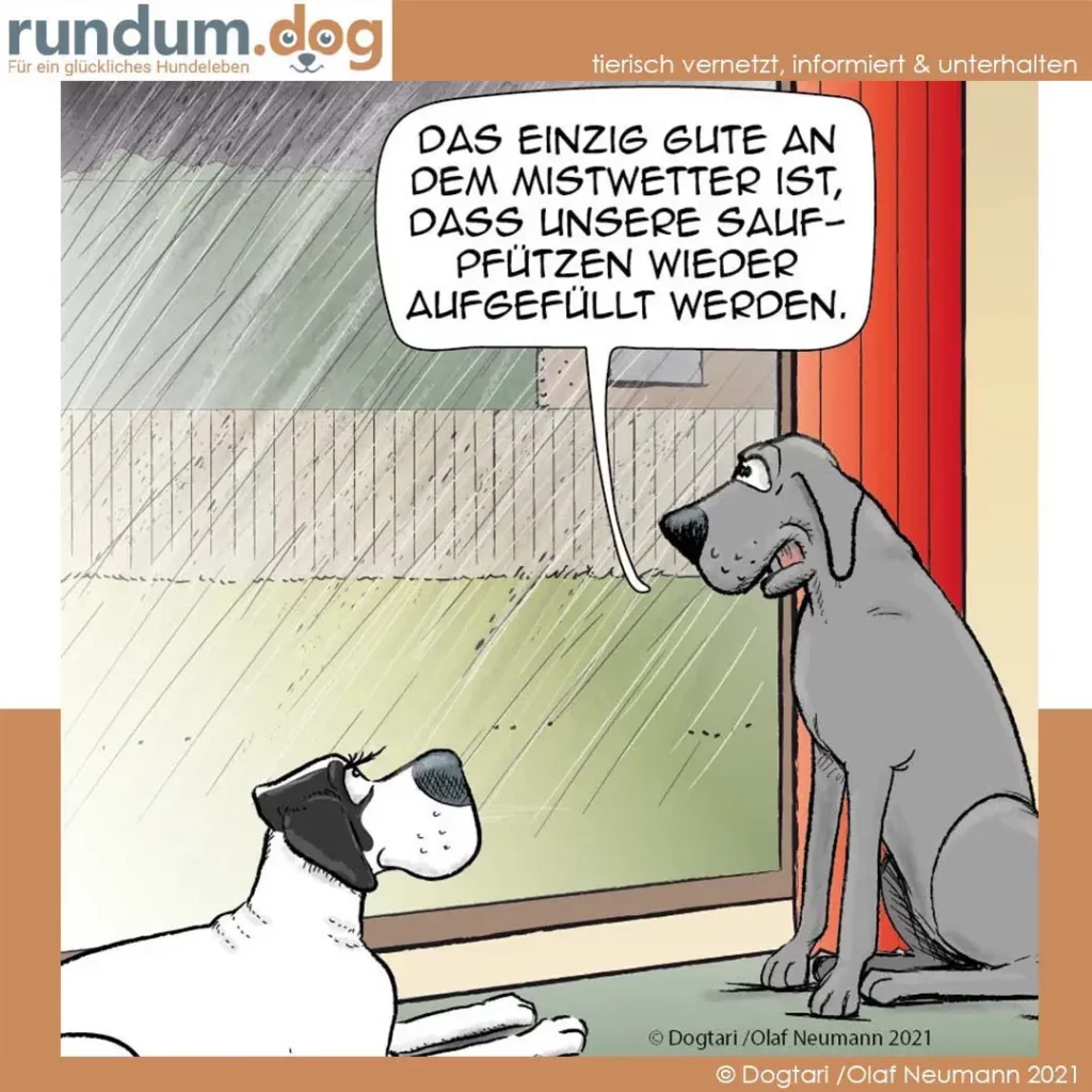 Grosser grauer Hund sitzt im Regen vor einer roten Tür und spricht zu kleinerem weissem Hund: Das einzige Gute am Mistwetter ist, dass unsere Saufpfötzen wieder aufgefüllt werden.