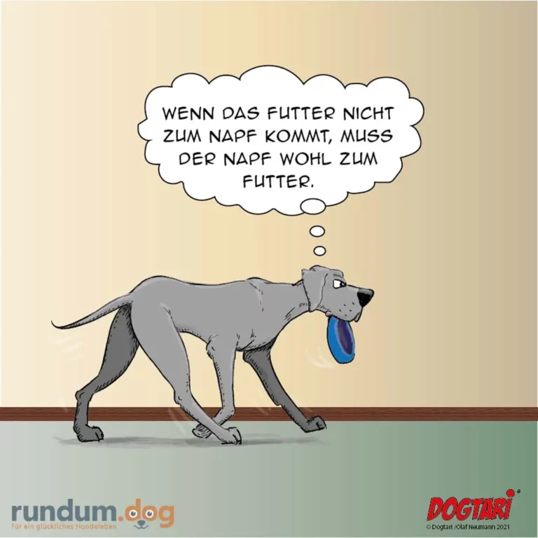 Grauer Hund trägt blaue Frisbee im Maul und denkt: Wenn das Futter nicht zum Napf kommt, muss der Napf zum Futter.