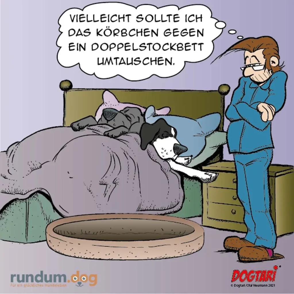Zwei Hunde liegen zusammengekuschelt im Bett, ein Mensch in blauem Pyjama steht daneben und denkt über ein Doppelstockbett nach