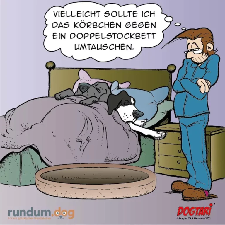 Zwei Hunde liegen zusammengekuschelt im Bett, ein Mensch in blauem Pyjama steht daneben und denkt über ein Doppelstockbett nach