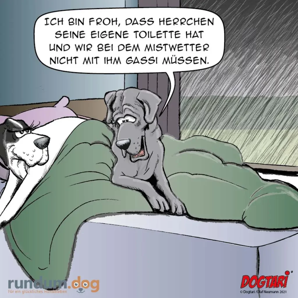 Zwei Hunde im Bett: grauer Hund spricht zu weissem Hund, der ihn böse anschaut