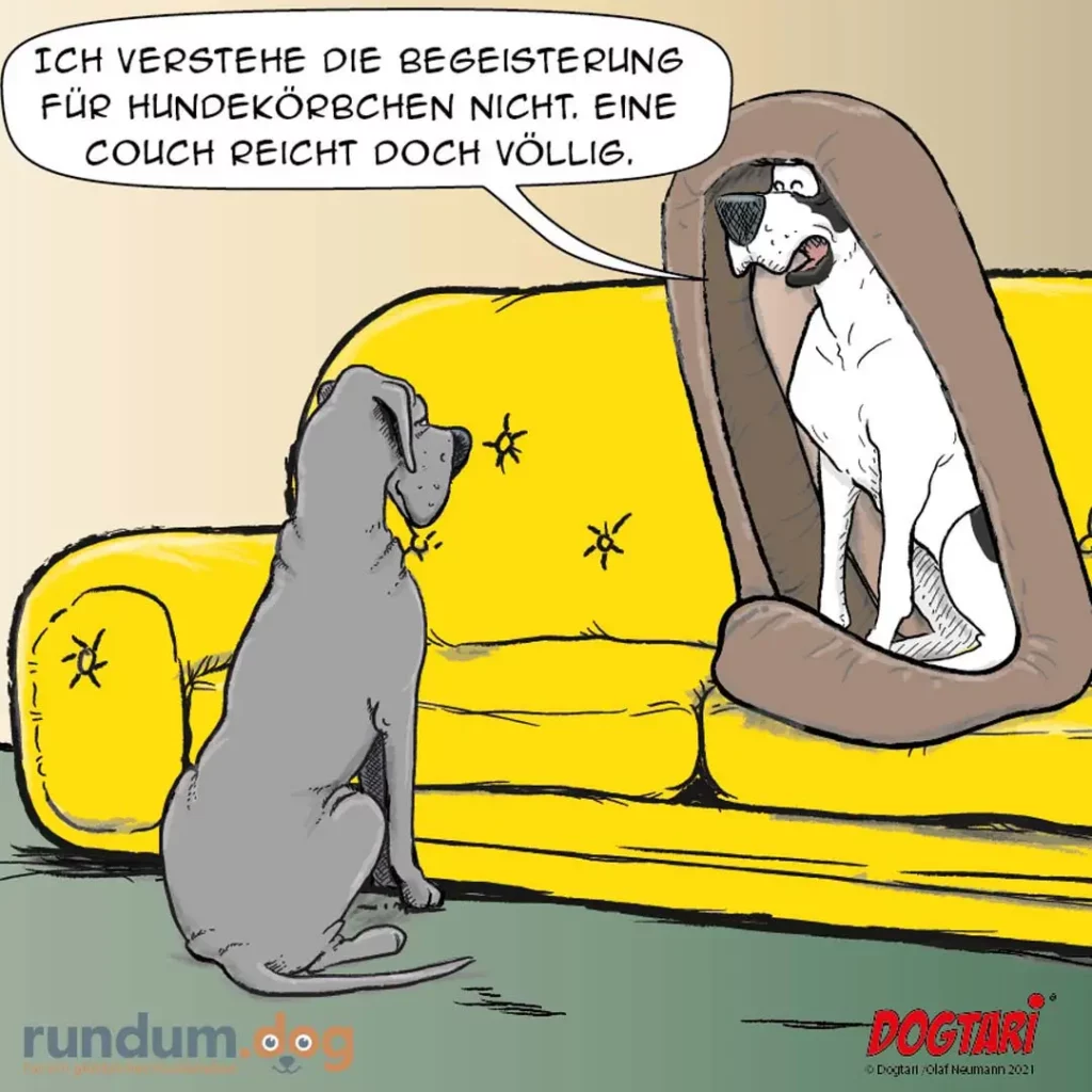 Grauer Hund sitzt vor gelbem Sofa und schaut zu weissem Hund auf der Couch, der sagt: Ich verstehe die Begeisterung für Hundekörben nicht, eine Couch reicht doch völlig.