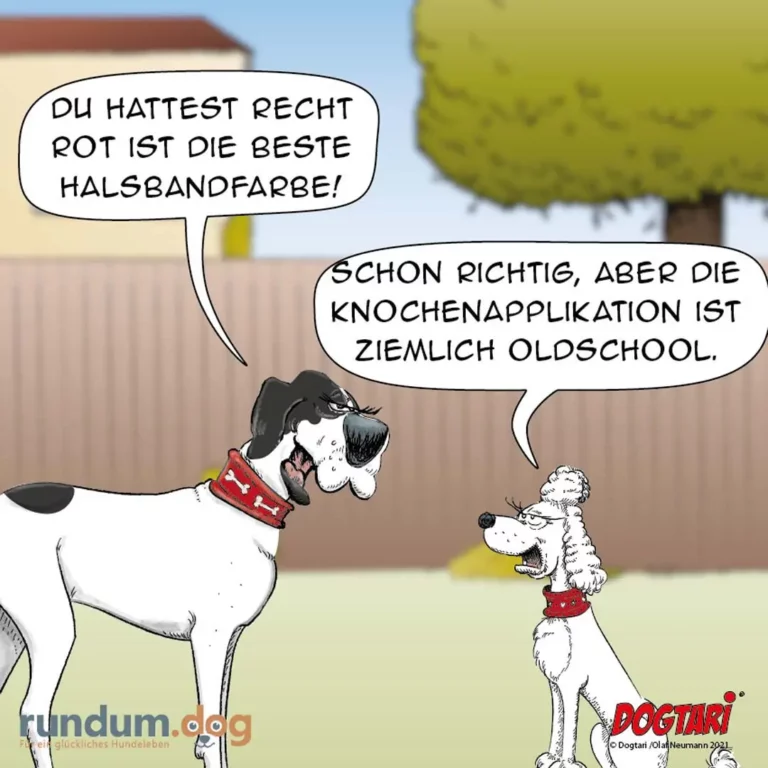 Grosser Hund mit rotem Halsband sagt zu kleinem Hund: Du hast recht, rot ist die beste Halsbandfarbe. Kleiner Hund antwortet: Schon richtig, aber die Knochenapplikation ist ziemlich oldschool.