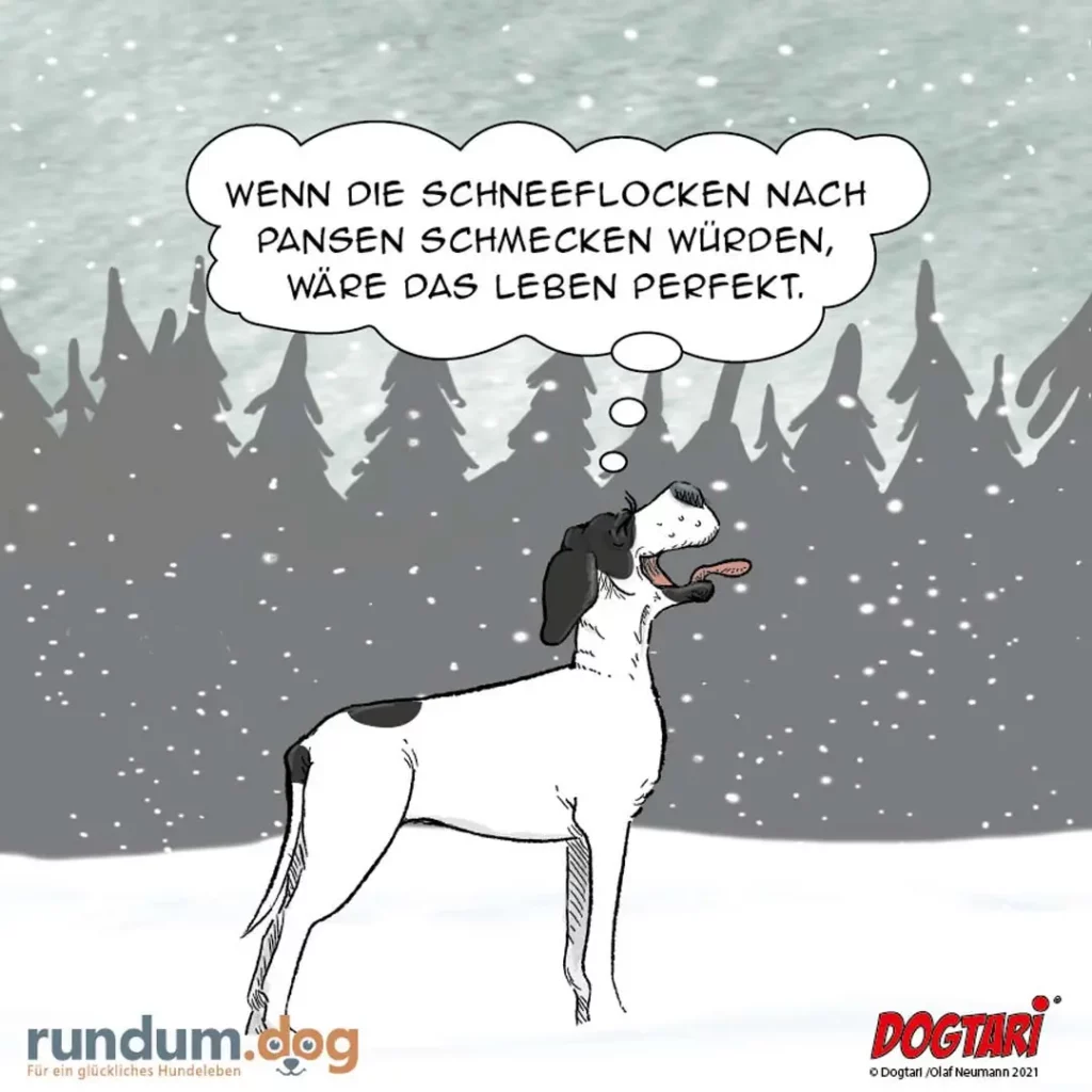 Weisser Hund mit schwarzen Ohren steht im Schneefall, schaut nach oben und denkt: «Wenn die Schneeflocken nach Pansen schmecken würden, wäre das Leben perfekt»