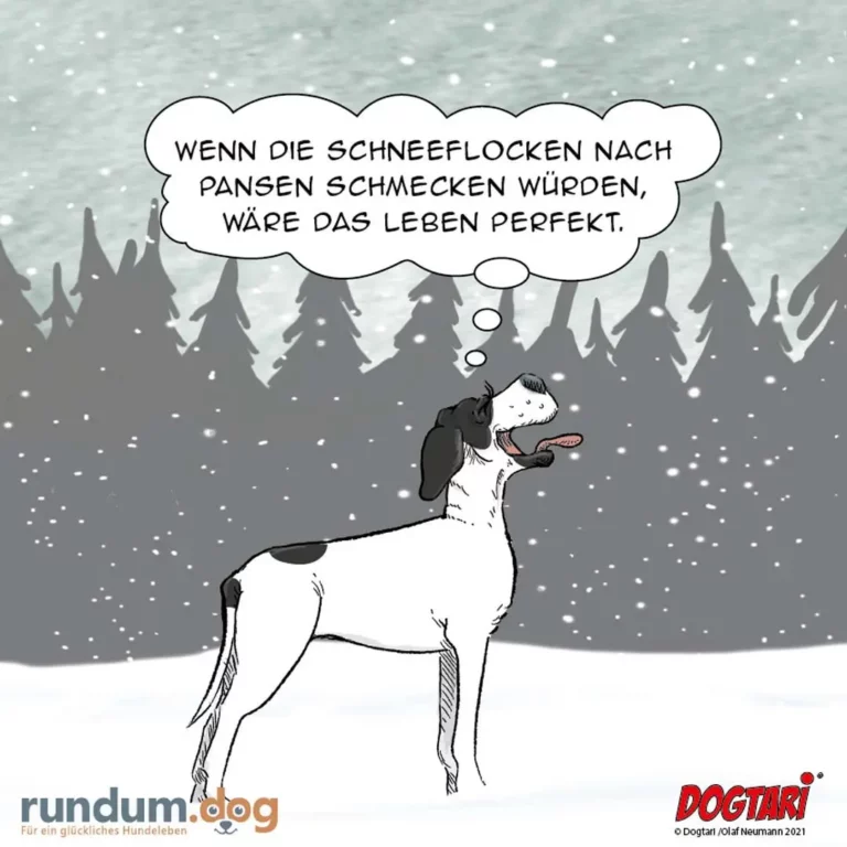 Weisser Hund mit schwarzen Ohren steht im Schneefall, schaut nach oben und denkt: «Wenn die Schneeflocken nach Pansen schmecken würden, wäre das Leben perfekt»