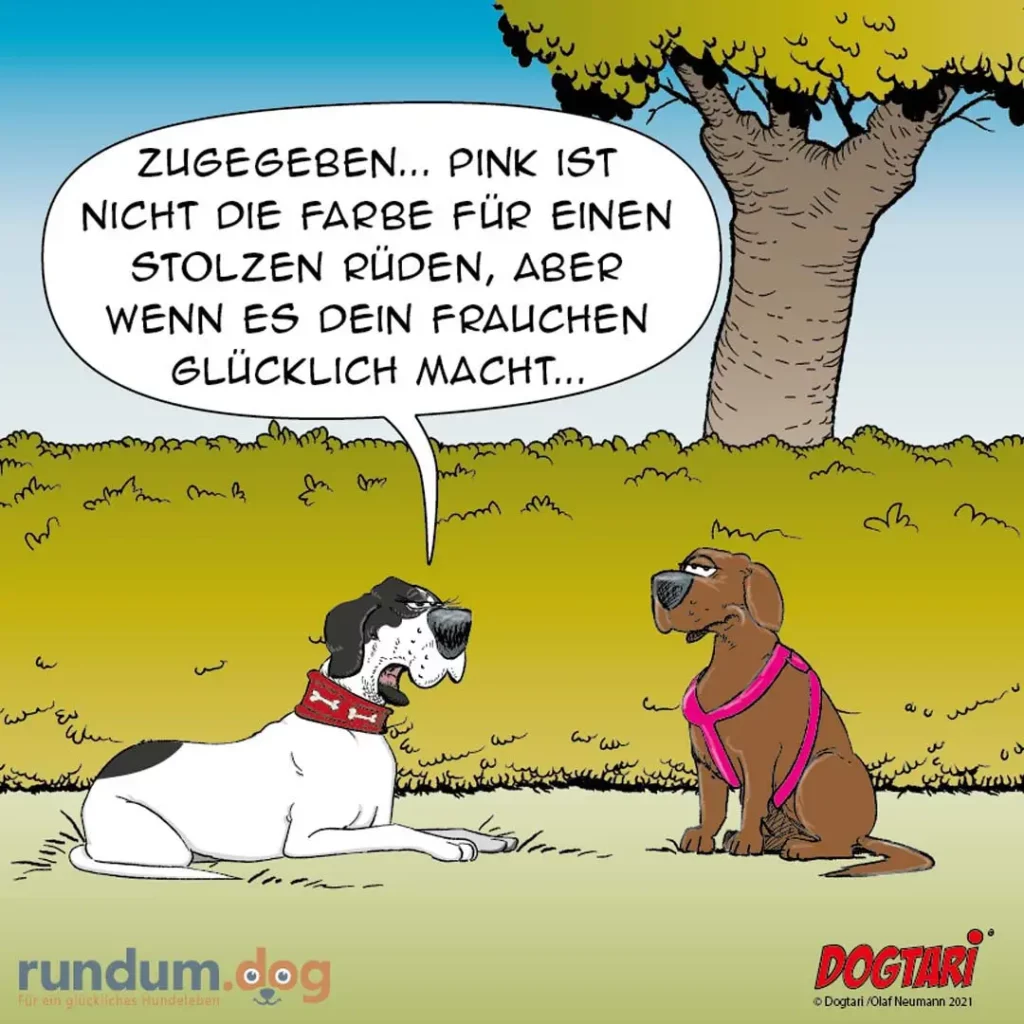 Schwarzweisser Hund mit rotem Halsband sitzt und spricht zu braunem Hund mit pinkem Geschirr unter einem Baum