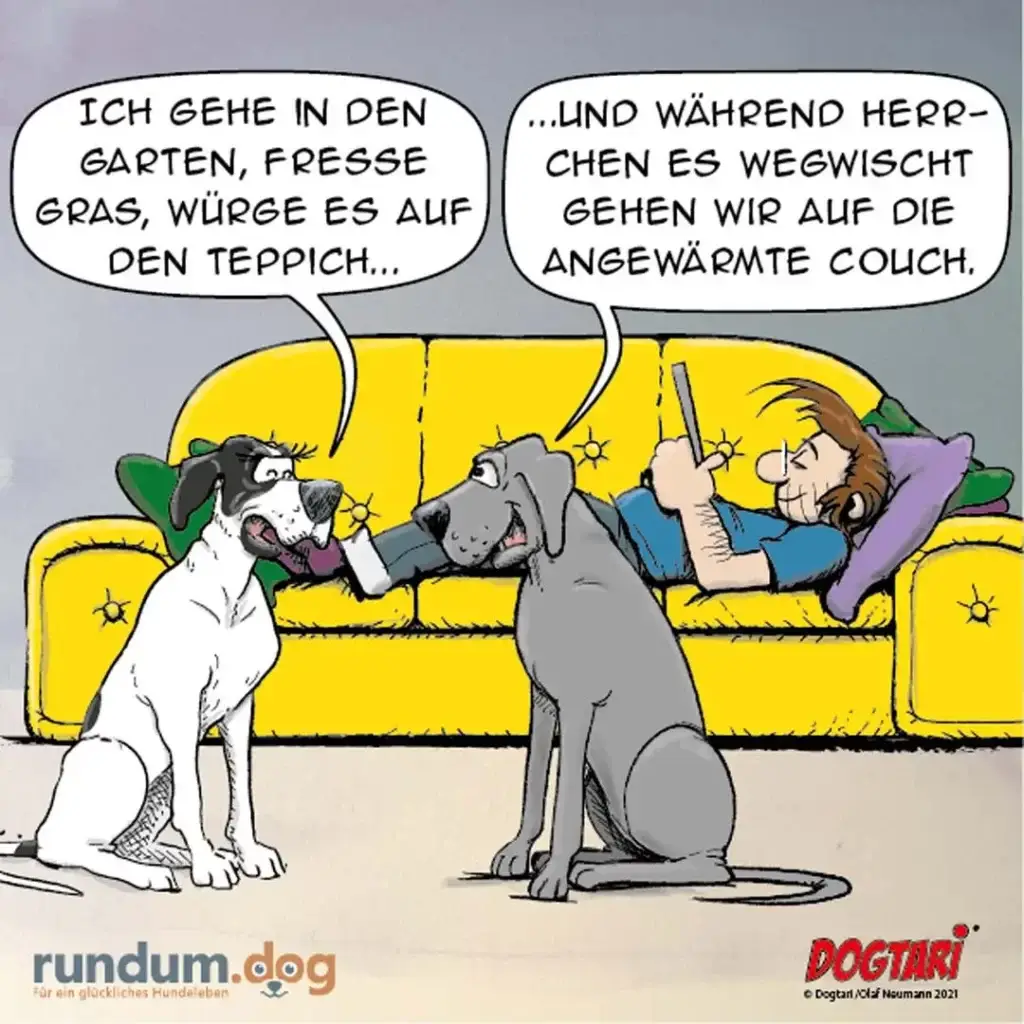 Zwei Hunde sitzen vor einer gelben Couch. Der weisse Hund sagt dem grauen Hund etwas, während zwei Personen auf der Couch liegen und sich unterhalten.