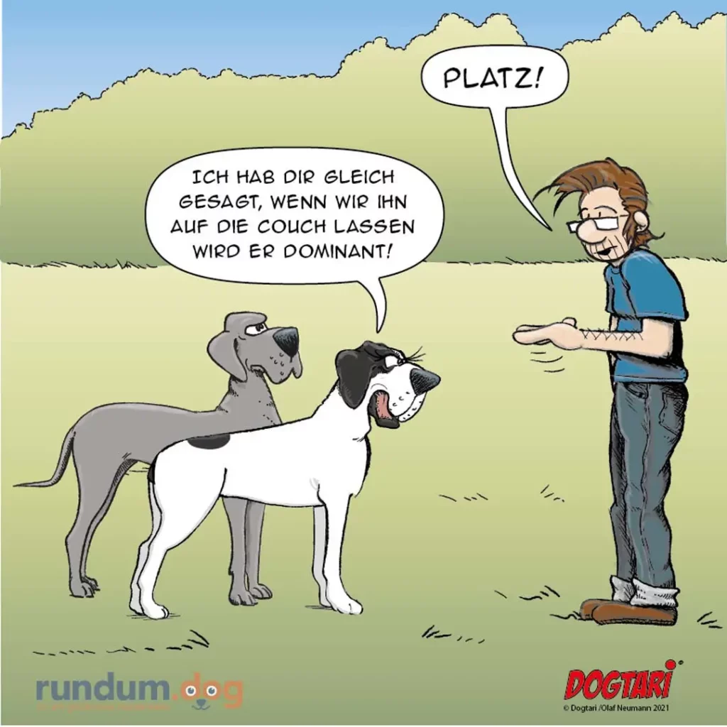 Halter mit zwei Hunden auf einer Wiese: grauer Hund sitzt ruhig, weisser Hund springt wild umher. Halter ruft 'Platz!'