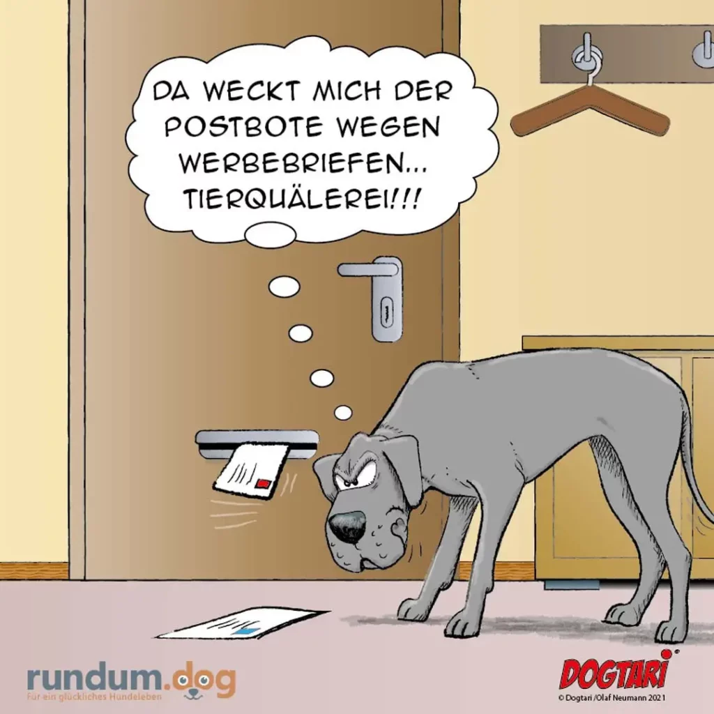 Grauer Hund steht in der Diele vor Briefen auf dem Boden, denkt genervt über Werbebriefe nach