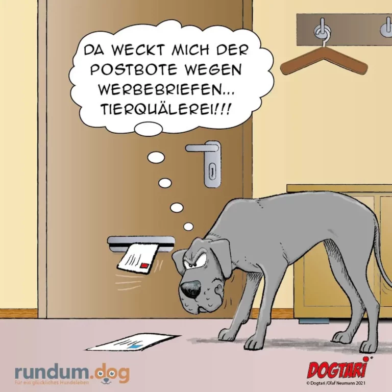 Grauer Hund steht in der Diele vor Briefen auf dem Boden, denkt genervt über Werbebriefe nach