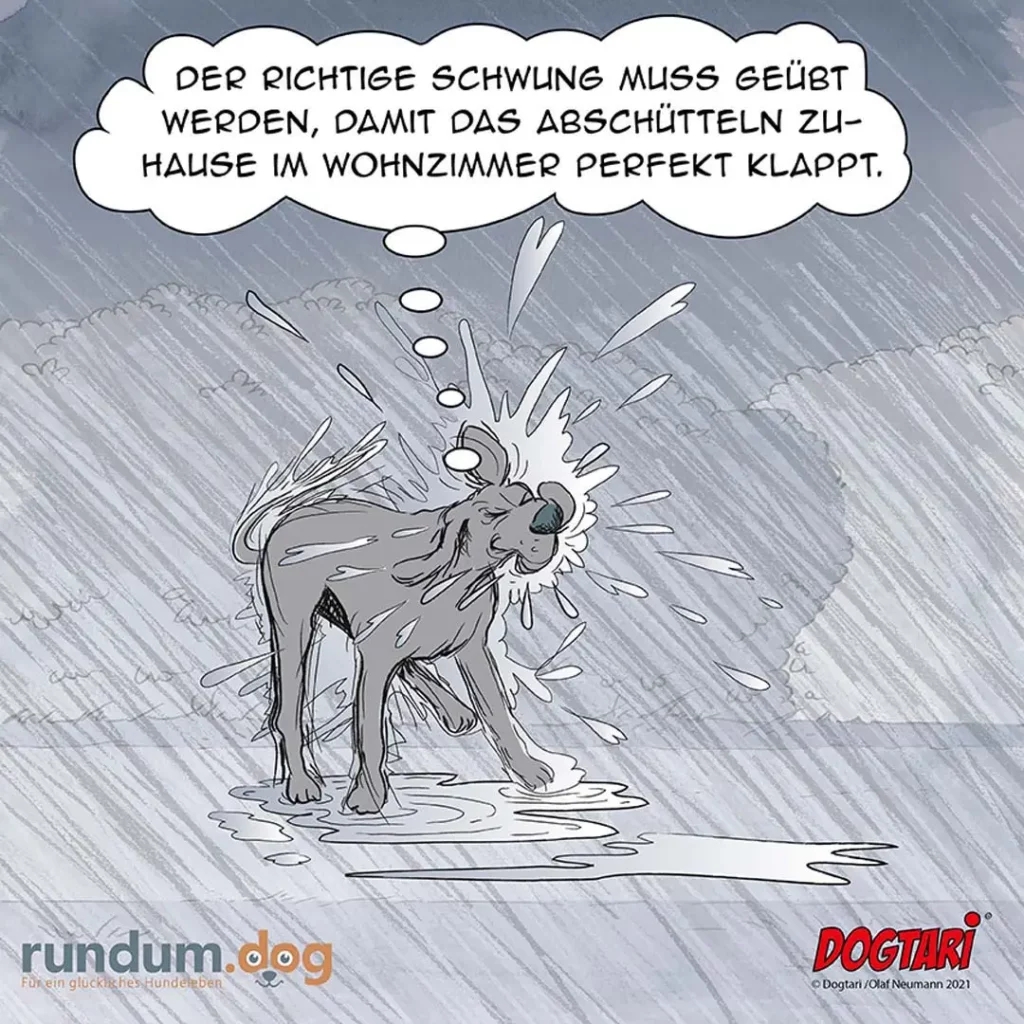 Nasser Hund schüttelt sich kräftig, Wasser fliegt in alle Richtungen, Gedankenblase mit Text über korrektes Schütteln