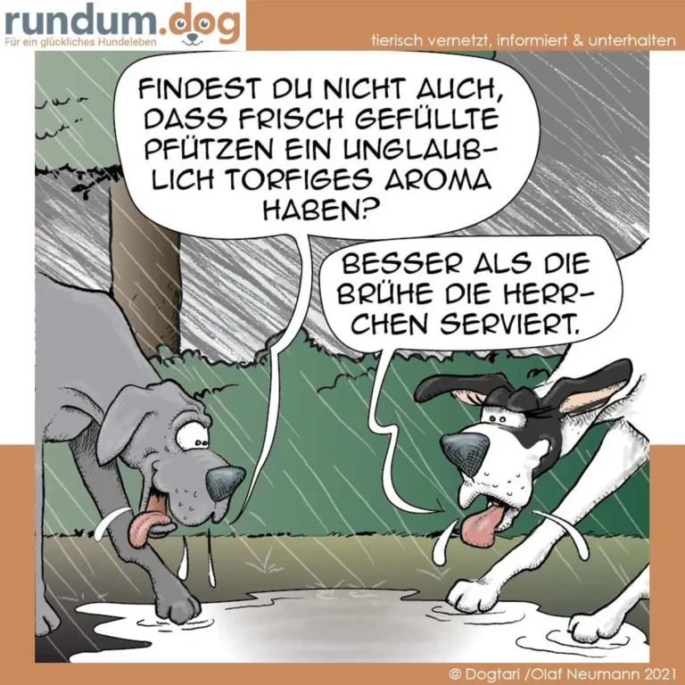 Zwei Hunde im Regen: grauer Hund beschnuppert Pfütze, weisser Hund leckt sich die Zunge heraus