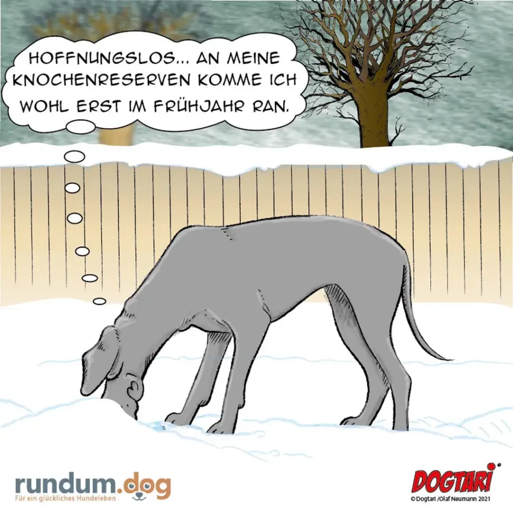 Magerer Hund gräbt im Schnee, Gedankenblase: «Hoffnungslos... an meine Knochenreserven komme ich wohl erst im Frühjahr ran.»