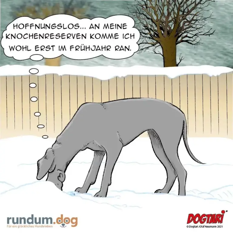 Magerer Hund gräbt im Schnee, Gedankenblase: «Hoffnungslos... an meine Knochenreserven komme ich wohl erst im Frühjahr ran.»