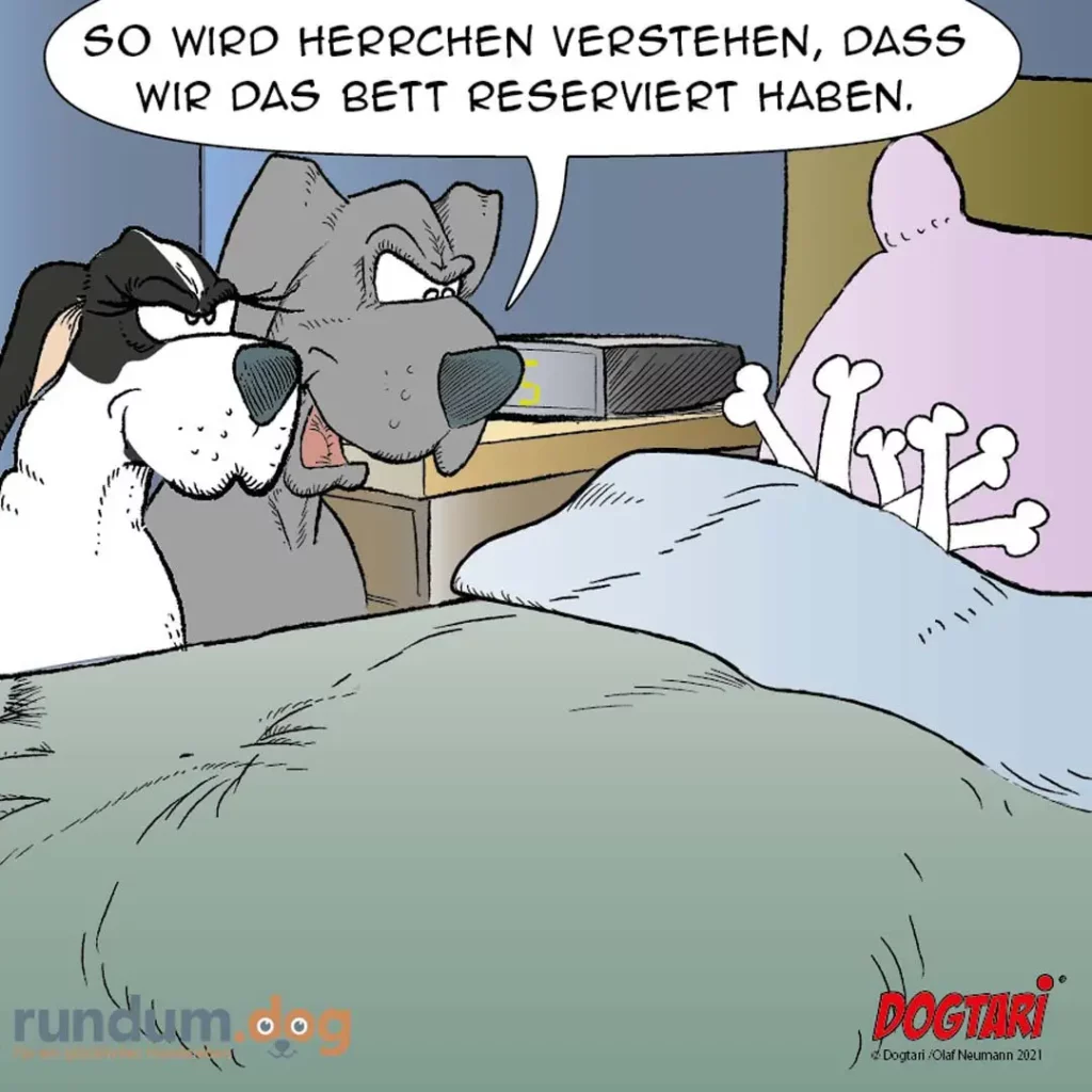Zwei Hunde im Bett: grauer Hund erklärt schwarzweissem Hund sein Verständnis von Bettreservierung