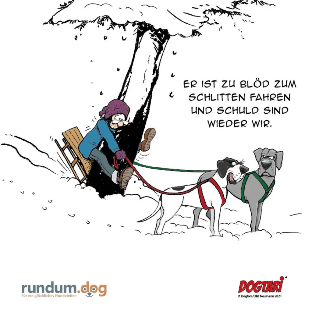 Person in Winterkleidung wird von zwei Hunden im Schnee auf einem Schlitten gezogen, während sie sagt: «Er ist zu blöd zum Schlitten fahren und schuld sind wieder wir.»
